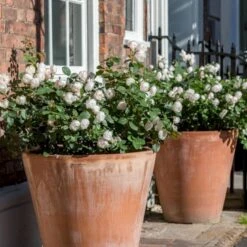 'Desdemona' Rosa X 'Desdemona' (Engelsk Rose) A-Kvalitet,- Barrods Roser Min. 3 Grene -Osmo Salgsbutik p37128 52975 rosa x desdemona engelsk rose ae73