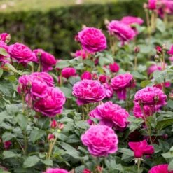 'James L. Austin' Rosa X 'James L. Austin' (Engelsk Rose) A-Kvalitet,- Barrods Roser Min. 3 Grene 10 'James L. Austin' Rosa X 'James L. Austin' (Engelsk Rose) A-Kvalitet,- Barrods Roser Min. 3 Grene -Osmo Salgsbutik p37129 53038 rosa x james l austin engelsk rose d554