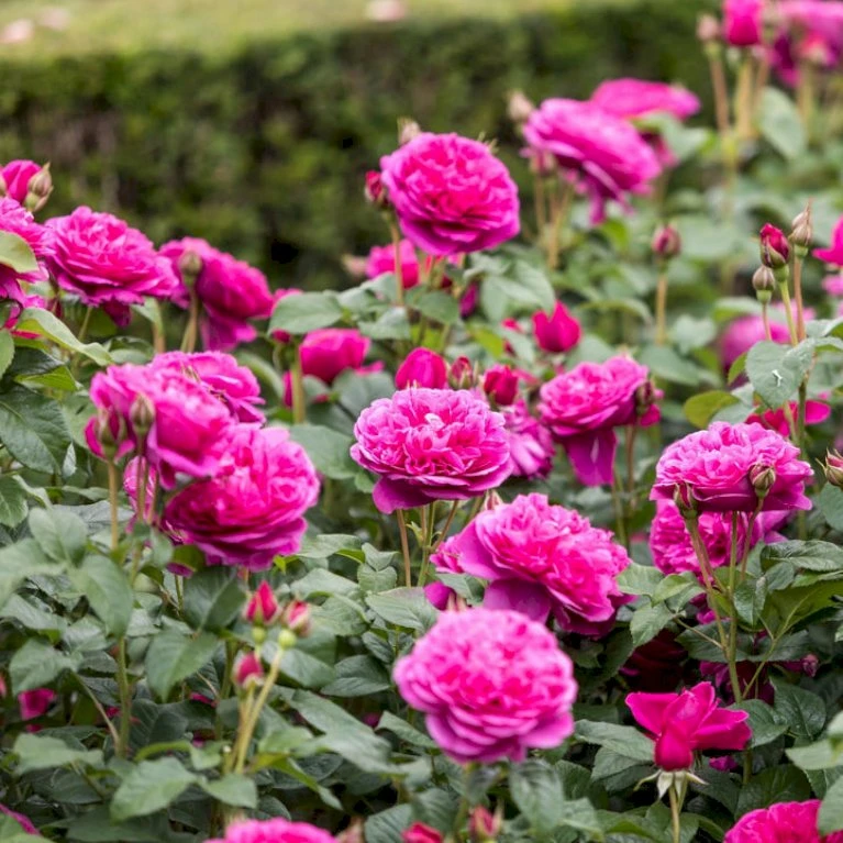 'James L. Austin' Rosa X 'James L. Austin' (Engelsk Rose) A-Kvalitet,- Barrods Roser Min. 3 Grene 4 'James L. Austin' Rosa X 'James L. Austin' (Engelsk Rose) A-Kvalitet,- Barrods Roser Min. 3 Grene - Billede 4
