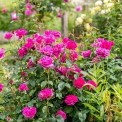 'James L. Austin' Rosa X 'James L. Austin' (Engelsk Rose) A-Kvalitet,- Barrods Roser Min. 3 Grene 11 'James L. Austin' Rosa X 'James L. Austin' (Engelsk Rose) A-Kvalitet,- Barrods Roser Min. 3 Grene -Osmo Salgsbutik p37129 53039 rosa x james l austin engelsk rose ed70