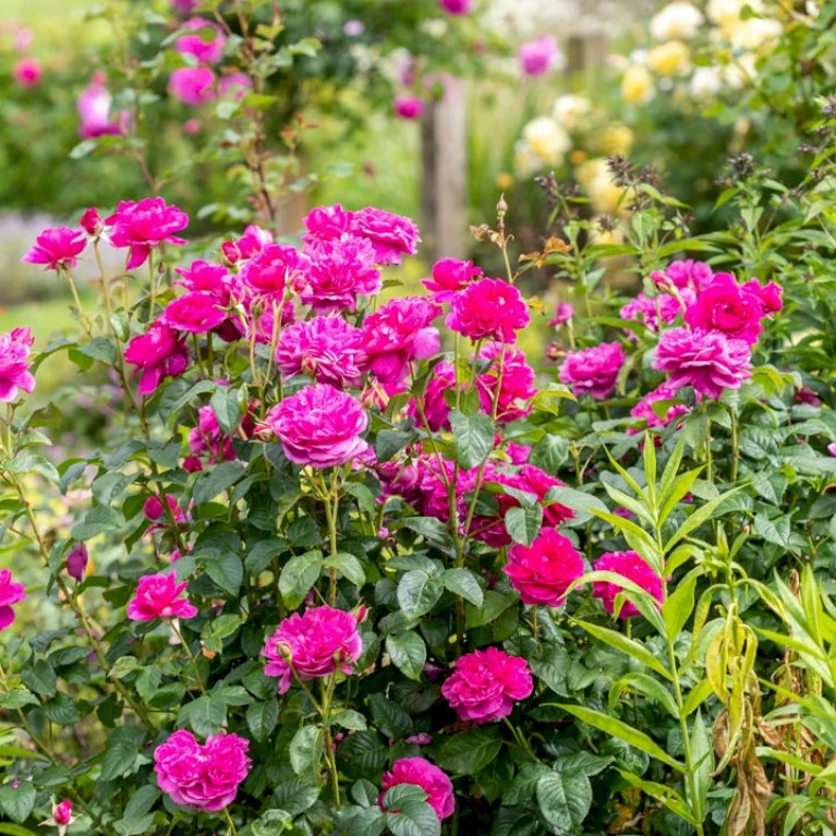 'James L. Austin' Rosa X 'James L. Austin' (Engelsk Rose) A-Kvalitet,- Barrods Roser Min. 3 Grene 5 'James L. Austin' Rosa X 'James L. Austin' (Engelsk Rose) A-Kvalitet,- Barrods Roser Min. 3 Grene - Billede 5