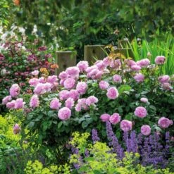 'Olivia Rose' Rosa X 'Olivia Rose' (Engelsk Rose) A-Kvalitet,- Barrods Roser Min. 3 Grene -Osmo Salgsbutik p37130 53071 rosa x olivia rose engelsk rose 1ee8