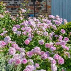 'Olivia Rose' Rosa X 'Olivia Rose' (Engelsk Rose) A-Kvalitet,- Barrods Roser Min. 3 Grene -Osmo Salgsbutik p37130 53073 rosa x olivia rose engelsk rose 6cf3