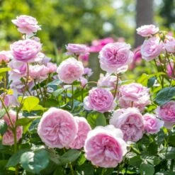 'Olivia Rose' Rosa X 'Olivia Rose' (Engelsk Rose) A-Kvalitet,- Barrods Roser Min. 3 Grene -Osmo Salgsbutik p37130 53074 rosa x olivia rose engelsk rose 751b