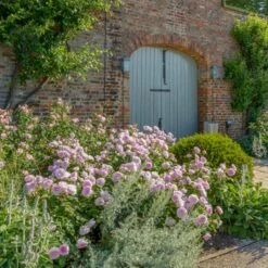 'Olivia Rose' Rosa X 'Olivia Rose' (Engelsk Rose) A-Kvalitet,- Barrods Roser Min. 3 Grene -Osmo Salgsbutik p37130 53075 rosa x olivia rose engelsk rose 0ce3