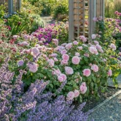 'Olivia Rose' Rosa X 'Olivia Rose' (Engelsk Rose) A-Kvalitet,- Barrods Roser Min. 3 Grene -Osmo Salgsbutik p37130 53076 rosa x olivia rose engelsk rose 855b