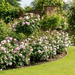 'Olivia Rose' Rosa X 'Olivia Rose' (Engelsk Rose) A-Kvalitet,- Barrods Roser Min. 3 Grene -Osmo Salgsbutik p37130 53078 rosa x olivia rose engelsk rose 53e0