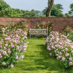 'Olivia Rose' Rosa X 'Olivia Rose' (Engelsk Rose) A-Kvalitet,- Barrods Roser Min. 3 Grene -Osmo Salgsbutik p37130 53079 rosa x olivia rose engelsk rose 1c5c