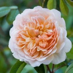 'Port Sunlight' Rosa X 'Port Sunlight' (Engelsk Rose) A-Kvalitet,- Barrods Roser Min. 3 Grene -Osmo Salgsbutik p37131 53084 rosa x port sunlight engelsk rose 44f5