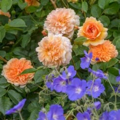 'Port Sunlight' Rosa X 'Port Sunlight' (Engelsk Rose) A-Kvalitet,- Barrods Roser Min. 3 Grene -Osmo Salgsbutik p37131 53087 rosa x port sunlight engelsk rose dbe4