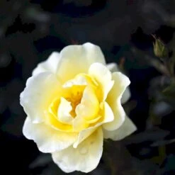 'Sunburst Border'® Rosa X 'Sunburst Border'® (Bunddækkerose) A-Kvalitet,- Barrods Roser Min. 3 Grene -Osmo Salgsbutik p371 51999 rosa x sunburst border bunddaekkerose 5baa