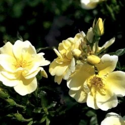 'Sunburst Border'® Rosa X 'Sunburst Border'® (Bunddækkerose) A-Kvalitet,- Barrods Roser Min. 3 Grene -Osmo Salgsbutik p371 52000 rosa x sunburst border bunddaekkerose 4a15