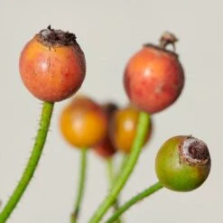 'Sunburst Border'® Rosa X 'Sunburst Border'® (Bunddækkerose) A-Kvalitet,- Barrods Roser Min. 3 Grene -Osmo Salgsbutik p371 52002 rosa x sunburst border bunddaekkerose 46e8