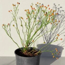 'Sunburst Border'® Rosa X 'Sunburst Border'® (Bunddækkerose) A-Kvalitet,- Barrods Roser Min. 3 Grene -Osmo Salgsbutik p371 52003 rosa x sunburst border bunddaekkerose efa5