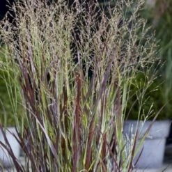 Staudehirse 'Cheyenne Sky' Panicum Virgatum 'Cheyenne Sky' 1 Liter Potte