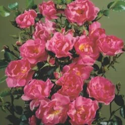 'Supreme Cover'® Rosa X 'Supreme Cover'® (Bunddækkerose) A-Kvalitet,- Barrods Roser Min. 3 Grene -Osmo Salgsbutik p372 52006 rosa x supreme cover bunddaekkerose 45ae