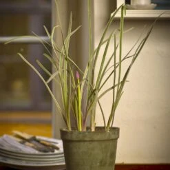 Grøn Stuehvidløg Tulbaghia Violacea 'Green' 12 Cm. Potte