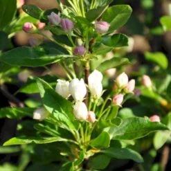 Sargentsæble 'Norðîc® First Choiz®' Malus Sargentii 'Norðîc® First Choiz®' 5 Liter Potte