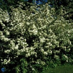 Sargentsæble 'Norðîc® Spellbound' Malus Sargentii 'Norðîc® Spellbound' 5 Liter Potte 5 Sargentsæble 'Norðîc® Spellbound' Malus Sargentii 'Norðîc® Spellbound' 5 Liter Potte -Osmo Salgsbutik p37363 47377 malus sargentii nordjic spellbound 70c2
