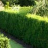 Almindelig Taks 'Brande Select' Taxus Baccata 'Brande Select' Potte 0,5 Liter, 20-25 Cm.