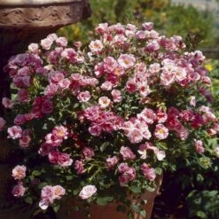 'Sweet Cover'® Rosa X 'Sweet Cover'® (Bunddækkerose) A-Kvalitet,- Barrods Roser Min. 3 Grene