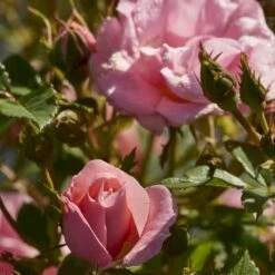 'Sweet Cover'® Rosa X 'Sweet Cover'® (Bunddækkerose) A-Kvalitet,- Barrods Roser Min. 3 Grene -Osmo Salgsbutik p373 52008 rosa x sweet cover bunddaekkerose 482e