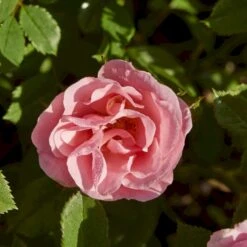 'Sweet Cover'® Rosa X 'Sweet Cover'® (Bunddækkerose) A-Kvalitet,- Barrods Roser Min. 3 Grene -Osmo Salgsbutik p373 52009 rosa x sweet cover bunddaekkerose ed85