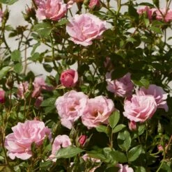 'Sweet Cover'® Rosa X 'Sweet Cover'® (Bunddækkerose) A-Kvalitet,- Barrods Roser Min. 3 Grene -Osmo Salgsbutik p373 52010 rosa x sweet cover bunddaekkerose 2a81