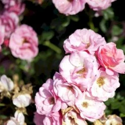 'Sweet Cover'® Rosa X 'Sweet Cover'® (Bunddækkerose) A-Kvalitet,- Barrods Roser Min. 3 Grene -Osmo Salgsbutik p373 52011 rosa x sweet cover bunddaekkerose dba8