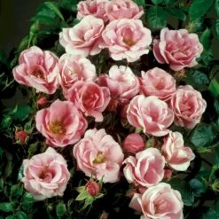 'Sweet Cover'® Rosa X 'Sweet Cover'® (Bunddækkerose) A-Kvalitet,- Barrods Roser Min. 3 Grene -Osmo Salgsbutik p373 52013 rosa x sweet cover bunddaekkerose 7626