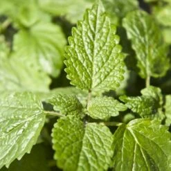 Citronmelisse Melissa Officinalis 2 Liter Potte