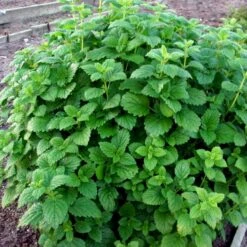 Citronmelisse Melissa Officinalis 2 Liter Potte -Osmo Salgsbutik p37426 48120 melissa officinalis 889a