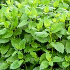 Citronmelisse Melissa Officinalis 2 Liter Potte -Osmo Salgsbutik p37426 48121 melissa officinalis 2538