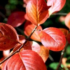 Storfrugtet Surbær 'Nero' Aronia Melanocarpa 'Nero' Potte 2,0 Liter,- Opbundet -Osmo Salgsbutik p37439 48515 aronia melanocarpa nero 49f2