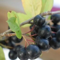 Storfrugtet Surbær 'Nero' Aronia Melanocarpa 'Nero' Potte 2,0 Liter,- Opbundet -Osmo Salgsbutik p37439 50534 aronia melanocarpa nero 8385