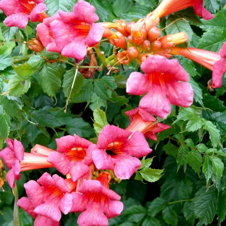 Trompetblomst 'Strombuli' Campsis Radicans 'Strombuli' Potte 2,0 Liter,- Opbundet 1 Trompetblomst 'Strombuli' Campsis Radicans 'Strombuli' Potte 2,0 Liter,- Opbundet