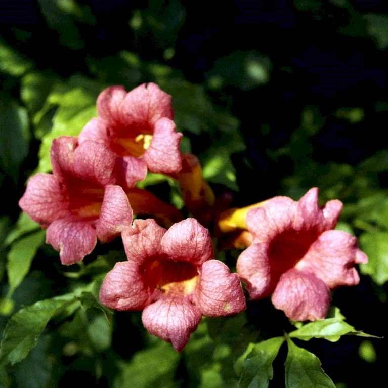 Trompetblomst 'Strombuli' Campsis Radicans 'Strombuli' Potte 2,0 Liter,- Opbundet 2 Trompetblomst 'Strombuli' Campsis Radicans 'Strombuli' Potte 2,0 Liter,- Opbundet - Billede 2