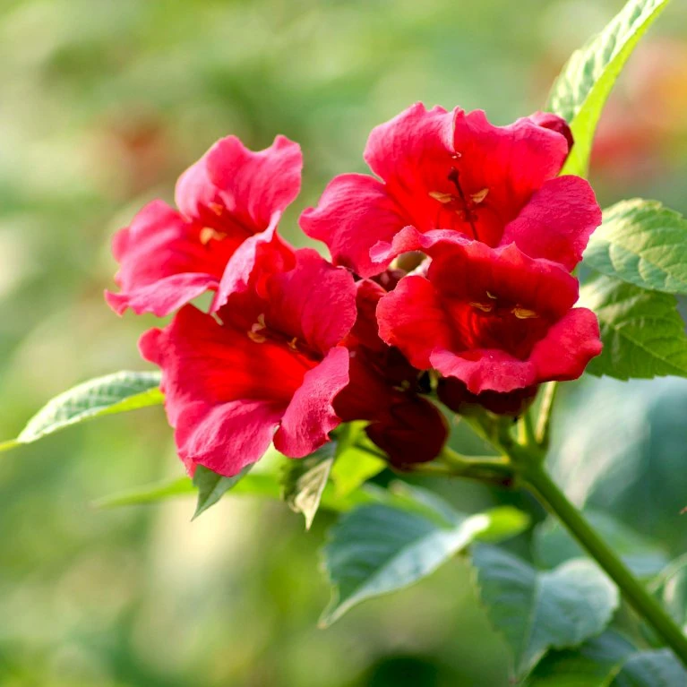 Trompetblomst 'Strombuli' Campsis Radicans 'Strombuli' Potte 2,0 Liter,- Opbundet 3 Trompetblomst 'Strombuli' Campsis Radicans 'Strombuli' Potte 2,0 Liter,- Opbundet - Billede 3