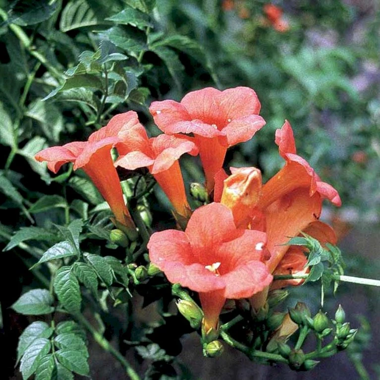 Trompetblomst 'Madame Galen' Campsis X Tagliabuana 'Madame Galen' Potte 2,0 Liter,- Opbundet 60-100 Cm 1 Trompetblomst 'Madame Galen' Campsis X Tagliabuana 'Madame Galen' Potte 2,0 Liter,- Opbundet 60-100 Cm