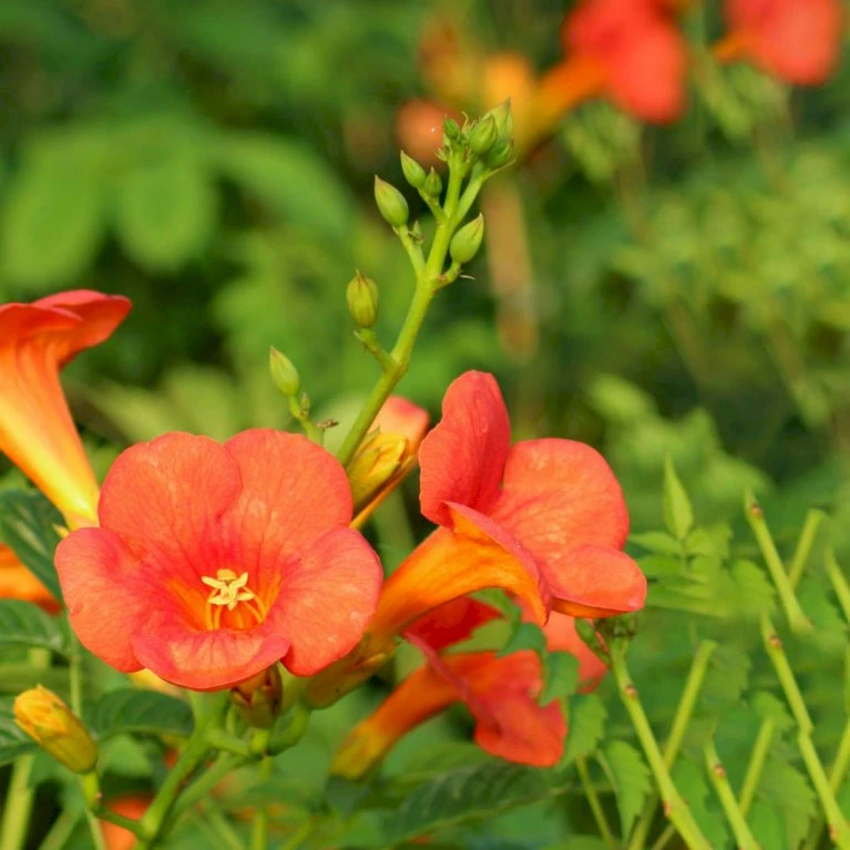 Trompetblomst 'Madame Galen' Campsis X Tagliabuana 'Madame Galen' Potte 2,0 Liter,- Opbundet 60-100 Cm 2 Trompetblomst 'Madame Galen' Campsis X Tagliabuana 'Madame Galen' Potte 2,0 Liter,- Opbundet 60-100 Cm - Billede 2