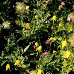 Guld-Skovranke 'Golden Harvest' Clematis Tangutica 'Golden Harvest' Potte 2,0 Liter,- Opbundet