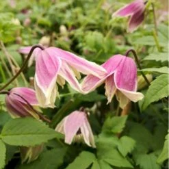 Alpe-Skovranke 'Properitus' Clematis Alpina 'Properitus' Potte 2,0 Liter,- Opbundet 60-100 Cm