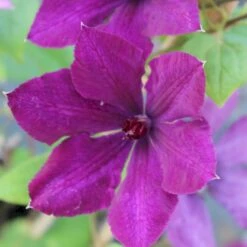 Klematis 'Honora' Clematis Hybrid 'Honora' Potte 2,0 Liter,- Opbundet 60-100 Cm