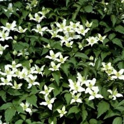 Bjerg-Skovranke 'Willsonii' Clematis Montana 'Willsonii' Potte 2,0 Liter,- Opbundet 60-100 Cm