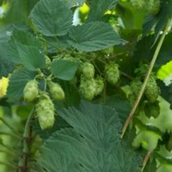 Humle 'Pure' Humulus Lupulus 'Pure' Potte 2,0 Liter,- Opbundet