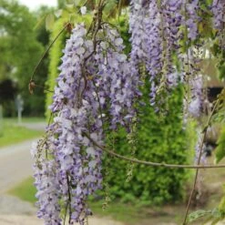 Japansk Blåregn 'Macrobotrys' Wisteria Floribunda 'Macrobotrys' Potte 2,0 Liter,- Opbundet -Osmo Salgsbutik p37490 50706 wisteria floribunda macrobotrys 1339