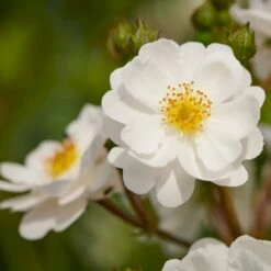 'Tumbling Waters'™ Rosa X 'Tumbling Waters'™ (Bunddækkerose) A-Kvalitet,- Barrods Roser Min. 3 Grene