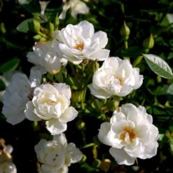 'Tumbling Waters'™ Rosa X 'Tumbling Waters'™ (Bunddækkerose) A-Kvalitet,- Barrods Roser Min. 3 Grene 15 'Tumbling Waters'™ Rosa X 'Tumbling Waters'™ (Bunddækkerose) A-Kvalitet,- Barrods Roser Min. 3 Grene -Osmo Salgsbutik p374 52016 rosa x tumbling waters bunddaekkerose abcb