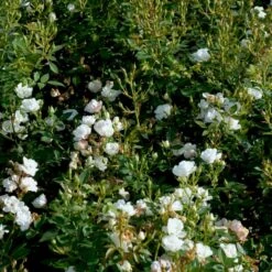 'Tumbling Waters'™ Rosa X 'Tumbling Waters'™ (Bunddækkerose) A-Kvalitet,- Barrods Roser Min. 3 Grene 16 'Tumbling Waters'™ Rosa X 'Tumbling Waters'™ (Bunddækkerose) A-Kvalitet,- Barrods Roser Min. 3 Grene -Osmo Salgsbutik p374 52017 rosa x tumbling waters bunddaekkerose d7ca