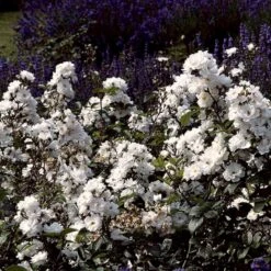 'Tumbling Waters'™ Rosa X 'Tumbling Waters'™ (Bunddækkerose) A-Kvalitet,- Barrods Roser Min. 3 Grene 17 'Tumbling Waters'™ Rosa X 'Tumbling Waters'™ (Bunddækkerose) A-Kvalitet,- Barrods Roser Min. 3 Grene -Osmo Salgsbutik p374 52018 rosa x tumbling waters bunddaekkerose a116